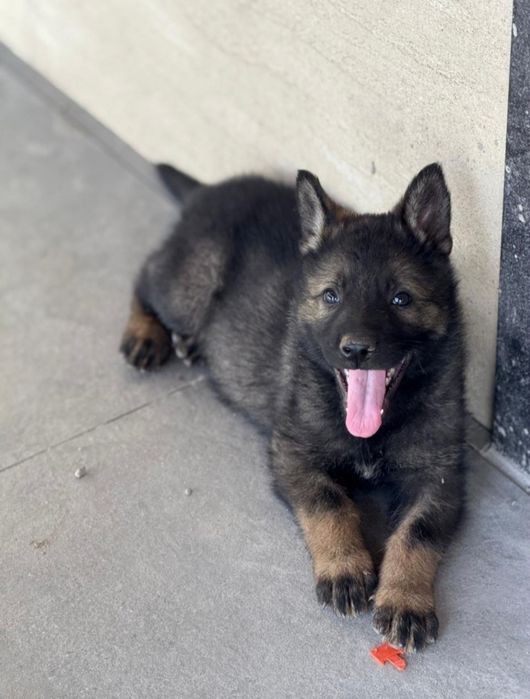 Продаются чистокровные щенки рабочей линии.