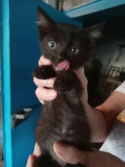 Отдам котят в самые добрые руки