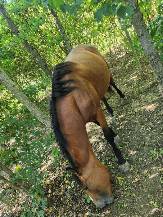Vând armăsar si manza
