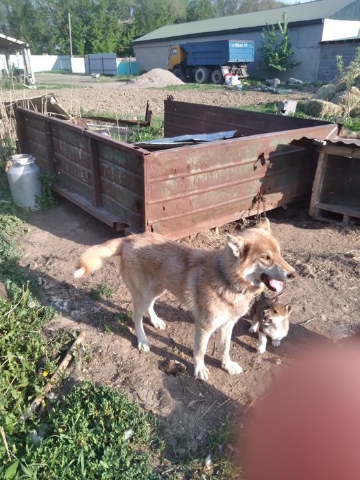 Отдам собаку и щенка