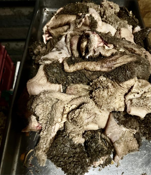 месо за кучета и котки