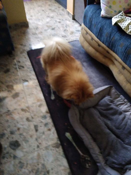 Дрешки и аксесоари за малко куче