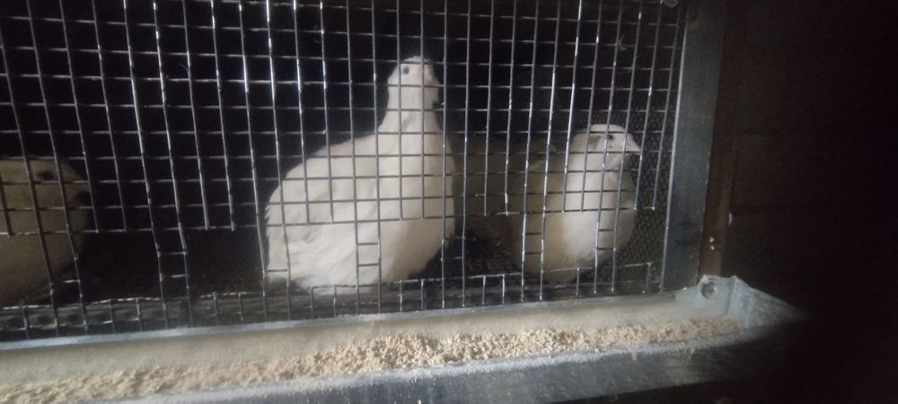 Бөденелер сатылымға ұсынылуда