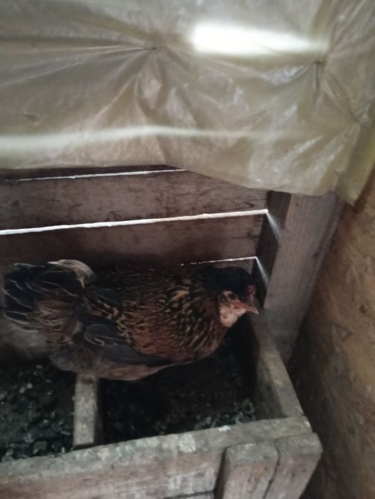 Gainute credli tineret