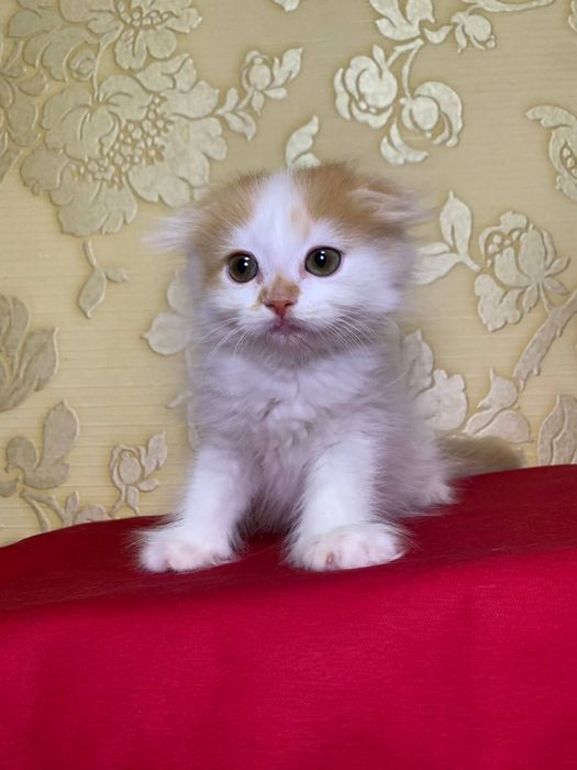 Scottish fold 2 oylik nasl olish mumkin Soğlom