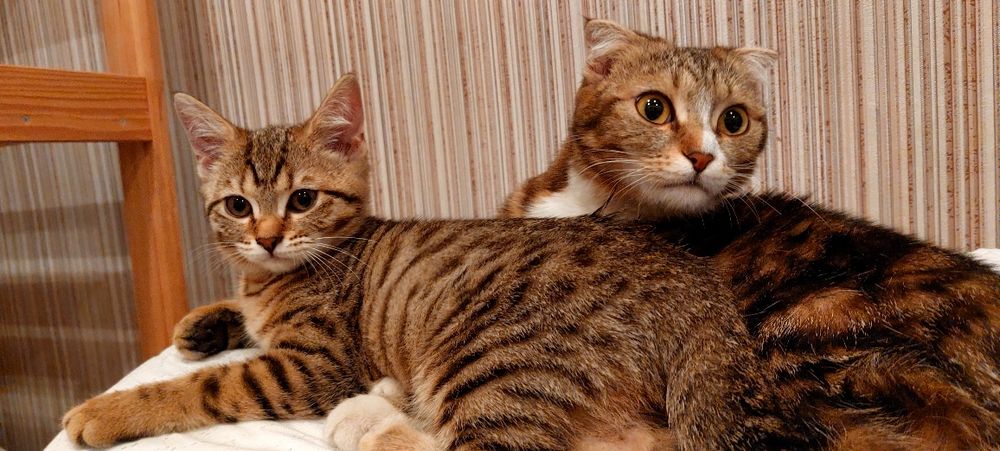 Котенок (девочка) шотладская