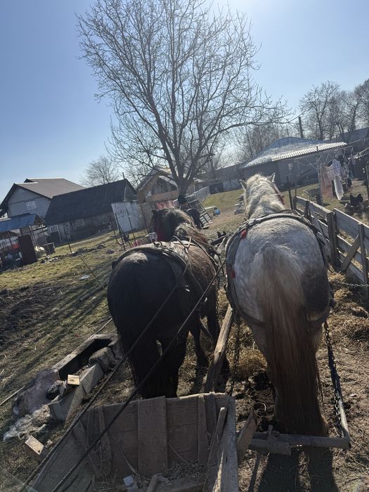 Vand cal , la alegere .