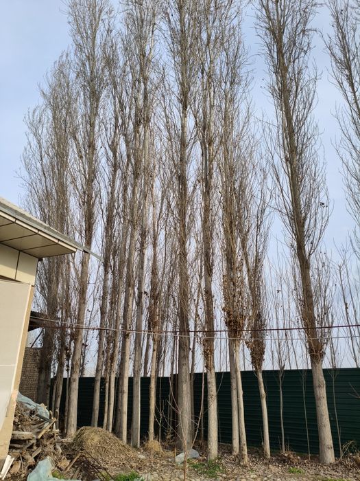 Тераклар бор 10 йиллик 10 млн 22 та