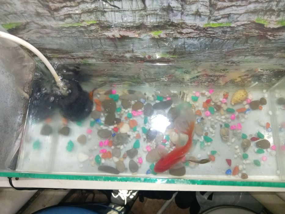 Продам аквариум с рыбками