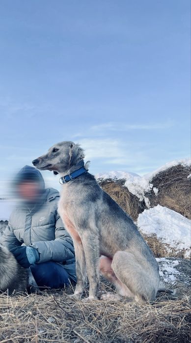 Арлан тазы сатылады