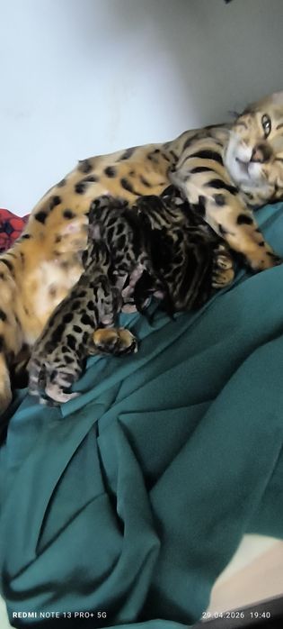 Чистокровные котята Бенгалов!