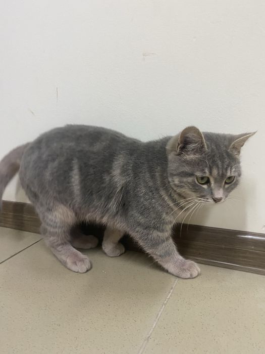 Котик в добрые руки