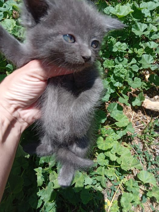 Отдам       котят