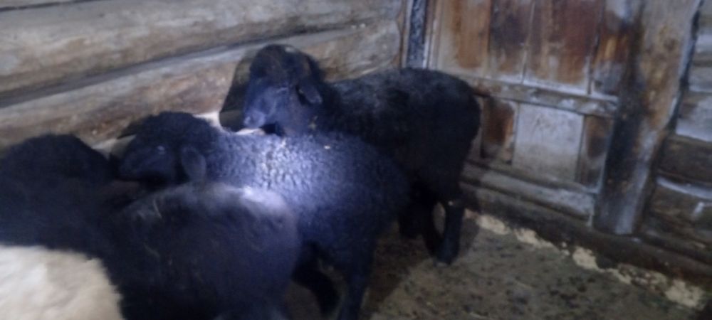 Қой сатылады оптом