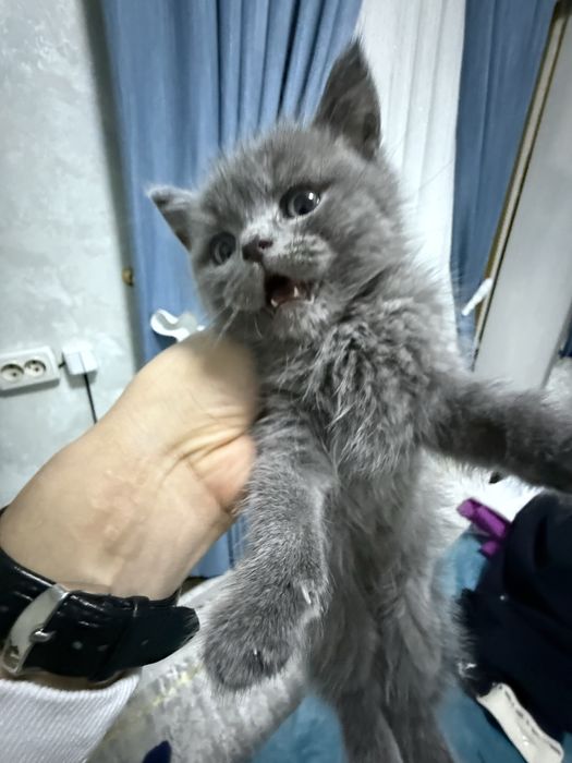 Мушук пародалик