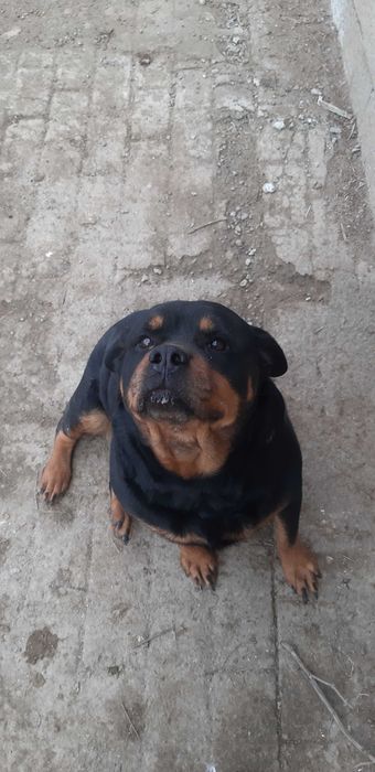 Вязка Ротвейлер  Бухара. Чистопородная самка, нужен кобель.