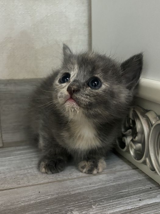 Отдам котят в добрые руки