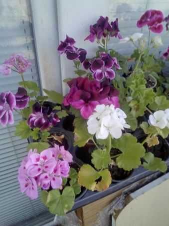 Мушкато Сакъзи и Кралско мушкато