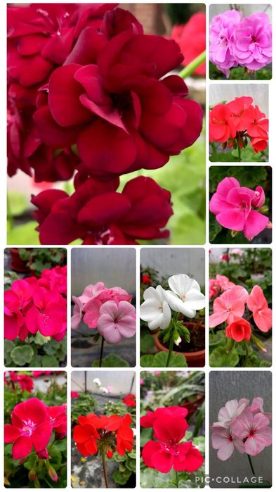 Мушката за доотглеждане