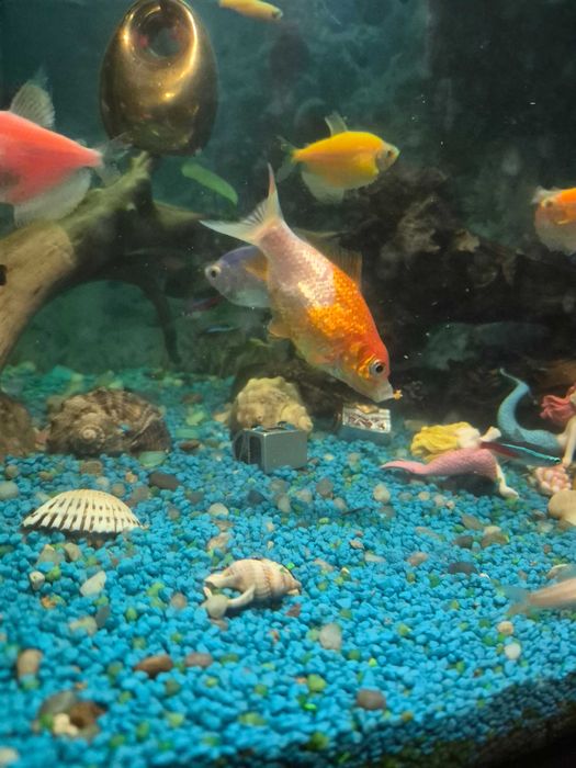 Pește Parrot + 2 carași – sănătoși, frumoși, de vânzare urgent