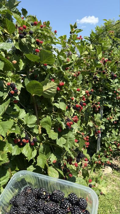Mure bio din propria plantatie