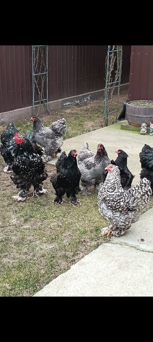 Ouă incubat wyandotte auriu, brahma , australorp negru
