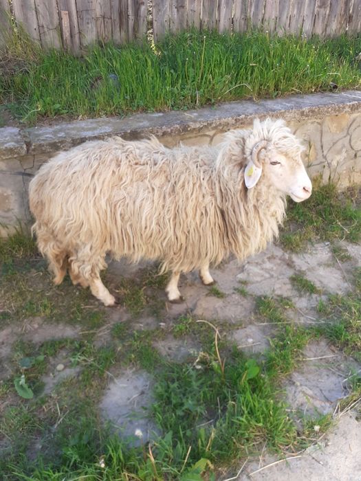 Vând oaie țurcană tânără și bună de lapte