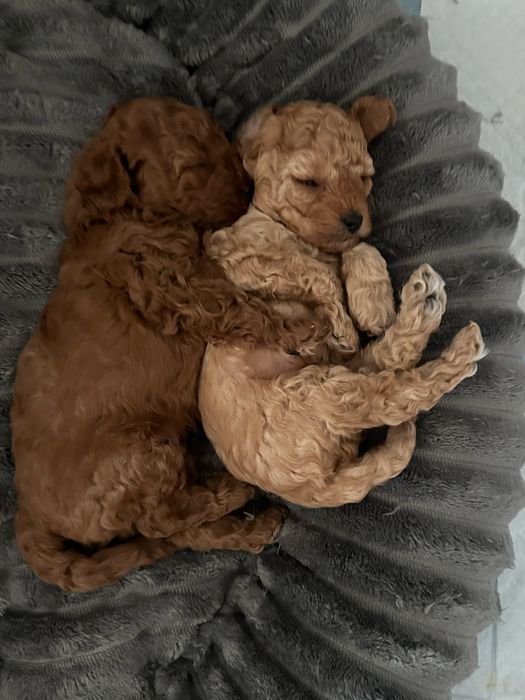 Той Пудел / мини той пудел / toy poodle