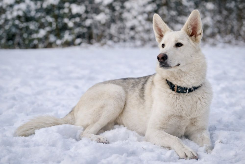 Хасандра — добрая девочка с большим сердцем ищет дом