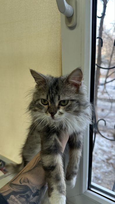 Котик бесплатно