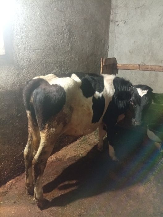Vitea de Rasa  HOLSTEIN!