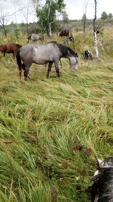 Жылқылар сатам бір үйір