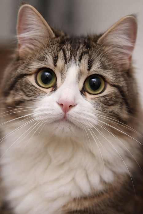 Ветеринарный врач 24/7