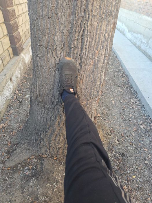 Продам дуб самовывоз