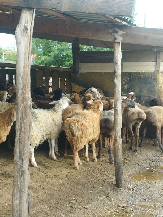 Баран бараны Алматы