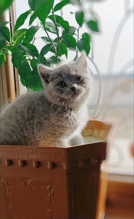 Scottish fold zotli mushuk sotiladi Скоттиш фолд кошка продается
