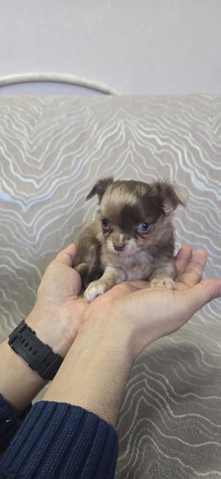 Малыши породы Чихуахуа