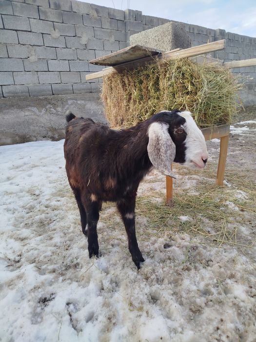 Козочка англонуб 85%