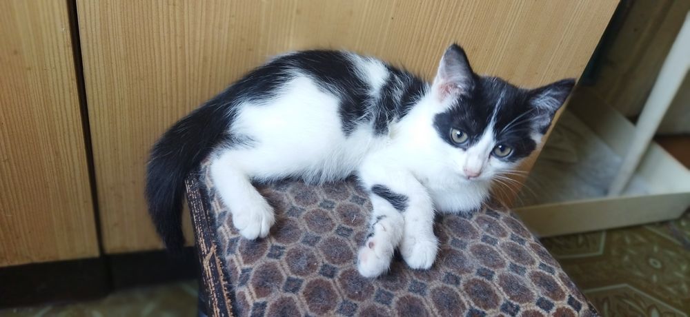 Котята 2 месяца. Мальчики.