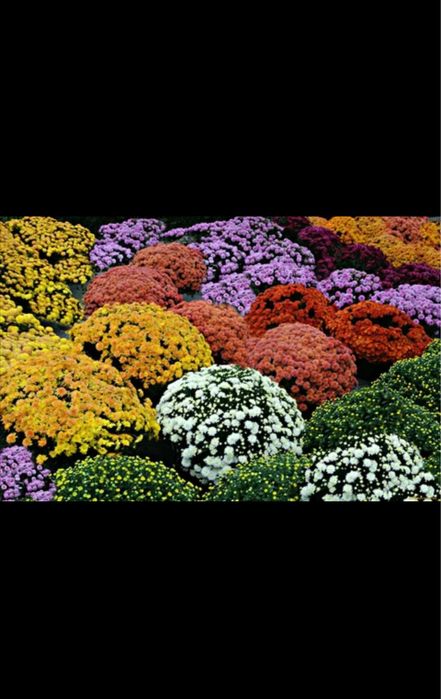 хризантема гуллар ва кочатлар голантиялик. котта абйомга доставка бор