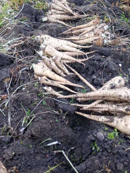 Pătrunjel rădăcină