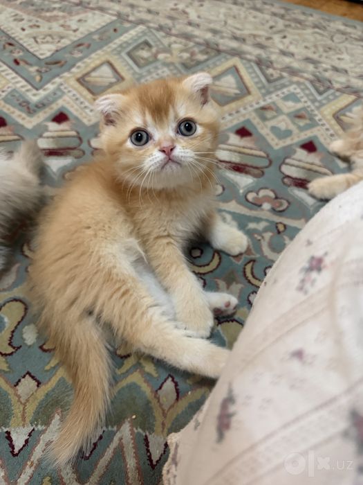 продается британский веслоухий шиншилла