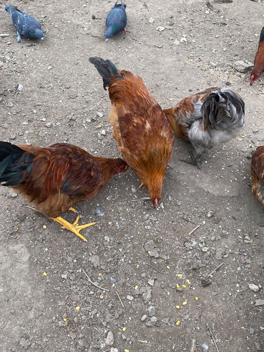 Продам домашних петухов