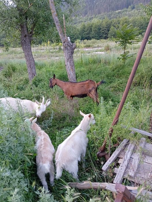 Capre Alpin Franceza / Saanen