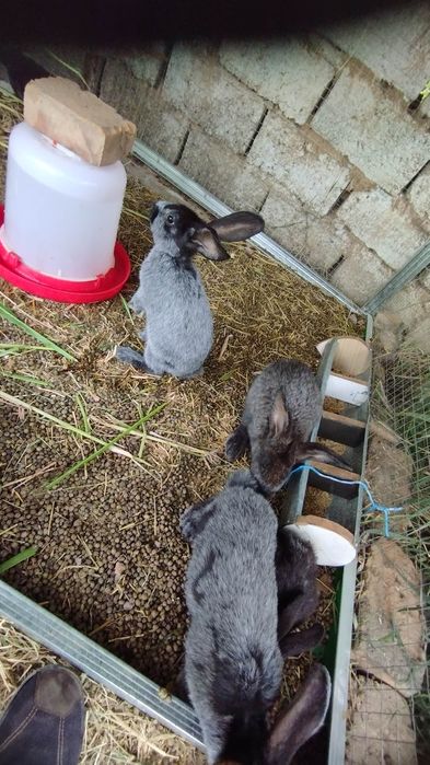 Quyon,  кролик sotiladi