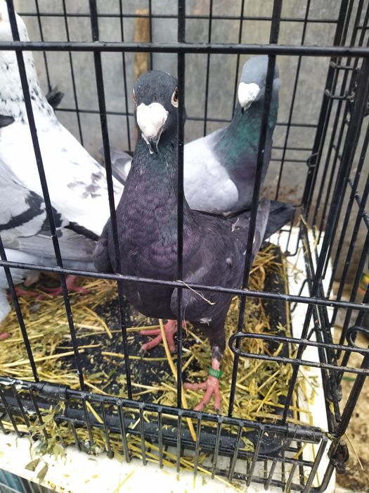 Vand Porumbei german