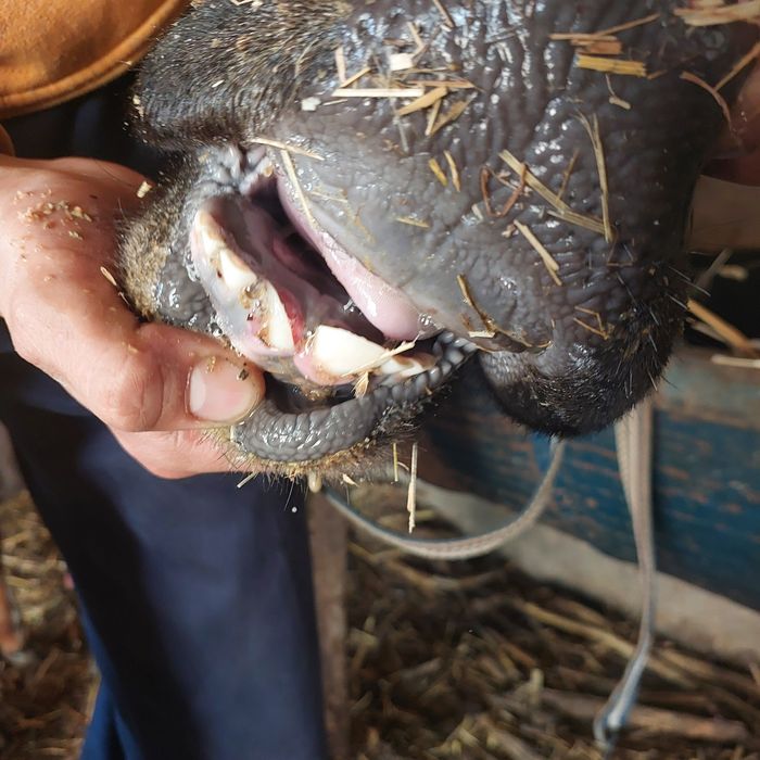 Она бола сигир сотилади 1-боласи гуножинча