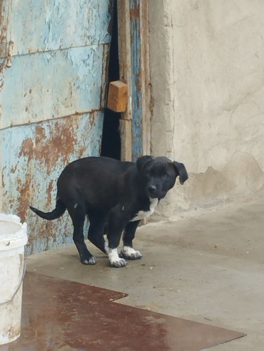 Продаётся щенок питбультерьер (сука)