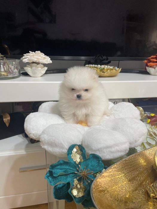 Pomeranian Baietel