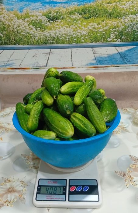 помидоры, слива капуста, кабачки, тыква